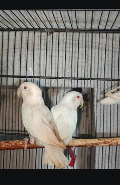 White love bird