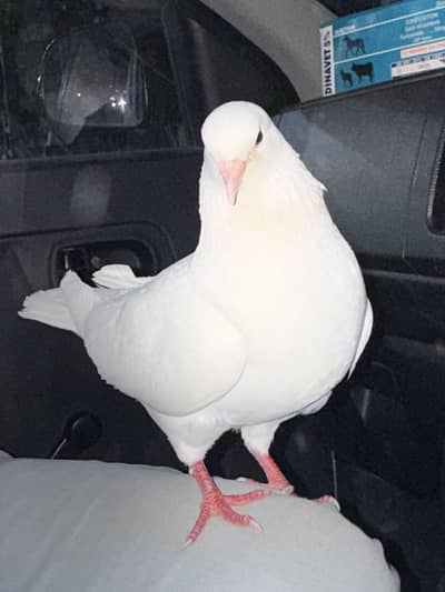 King pigeon