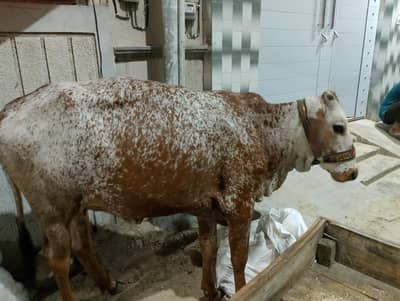 brown & white bachri 3.5 maan meat weight