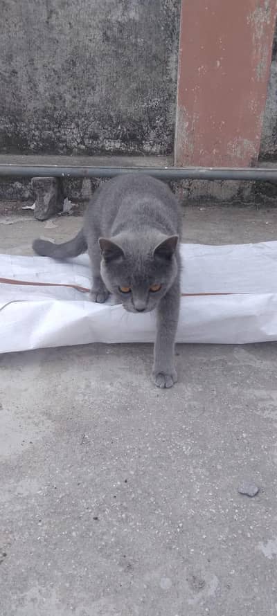 British Shorthair Female Cat