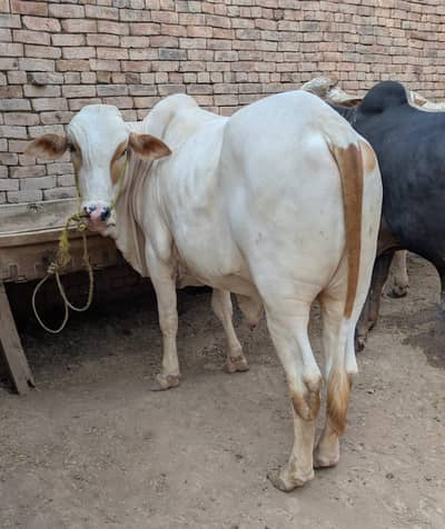 Pure Cholistani Gulabi Ablak Bachra
