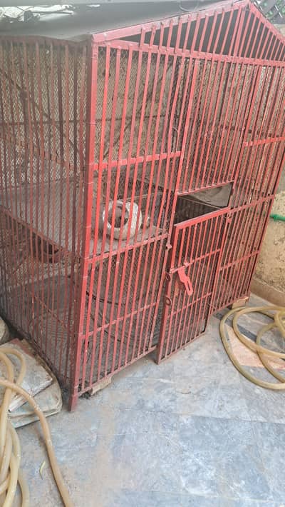 Birds Cage