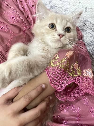 Male Persian Cat For Sale