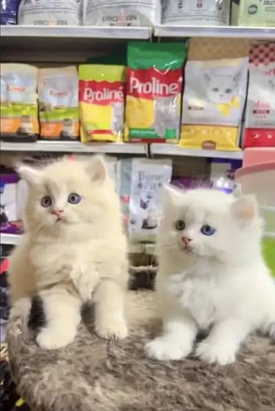 Persian female kitten for sale 0370"3660452 Whatsapp number