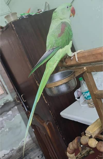 Pahari Male with beautiful Iron stand