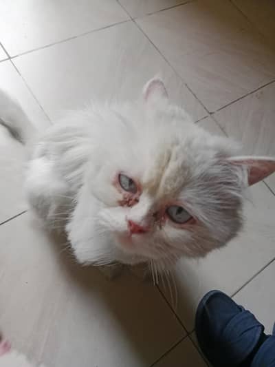 persian