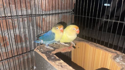 Love birds and astrulian parrot