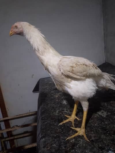 aseel white shamo