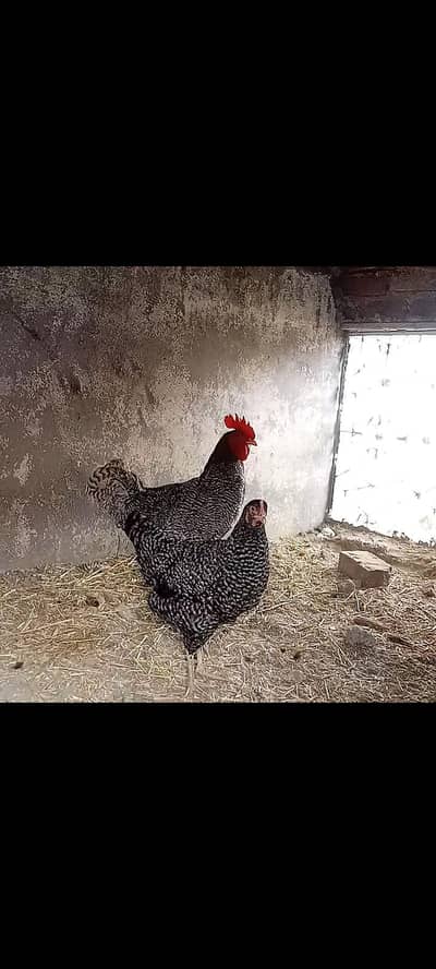 Plymouth rock ka pair