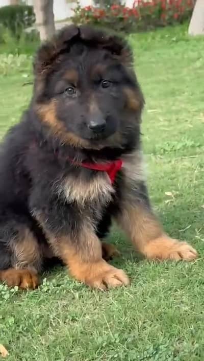 German Shepherd male puppy for sale 03262107955 my WhatsApp number