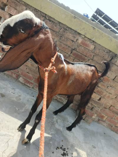 Bakra For Sale