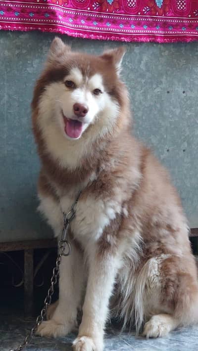 Siberian husky bitch for sale non pedigree