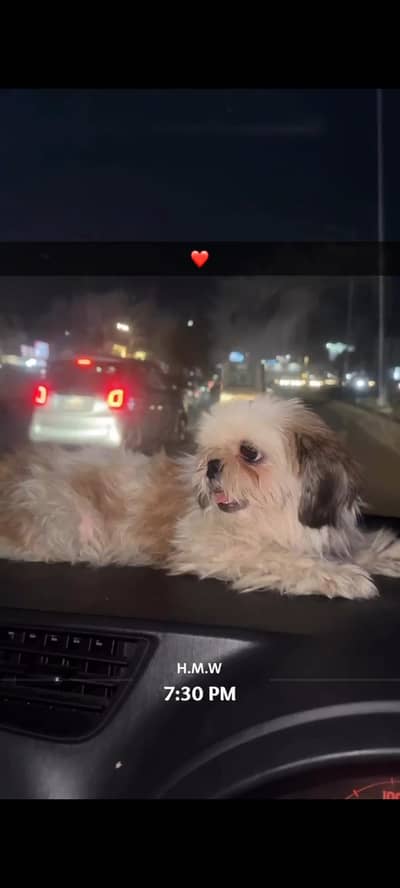 Shihtzu top quality zero size female available