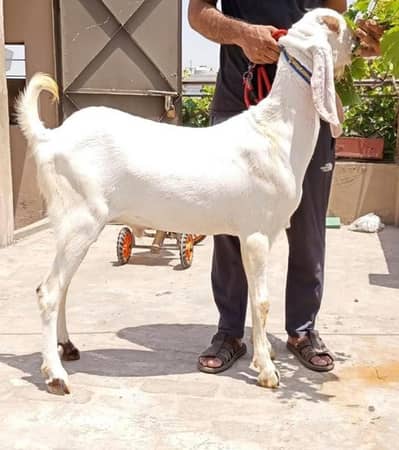 Rajan puri donda bakra