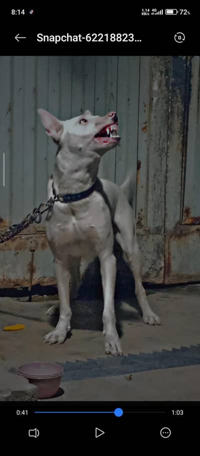 gultair dog 