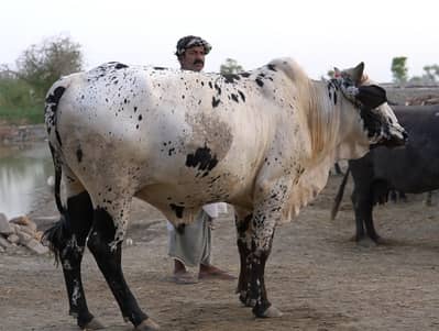 Qurbani ka janwar cattle ox bull cow