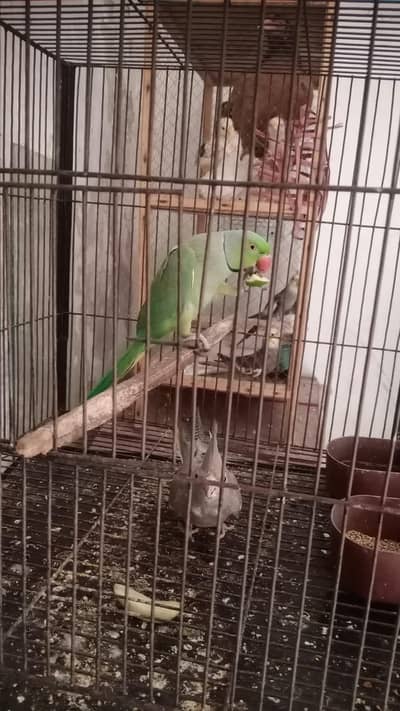ringneck parrot 1 pair and 1 male ( 2 male and 1 female )
