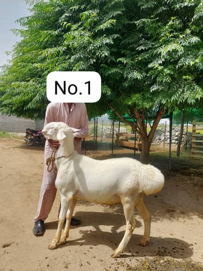 Talagangy Dumba,