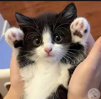 ORIO CAT FOR SALE