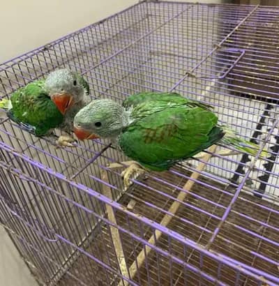 Kashmiri Raw Chicks Pair Active Healthy