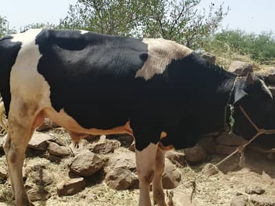 Sahiwal Bachry | Desi wachy | Bull | Qurbani 2026 | Bull For sale