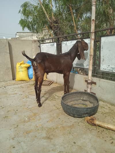 Male goat for qurbani