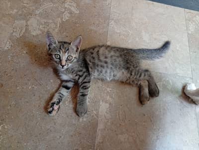 stray cat for adoption