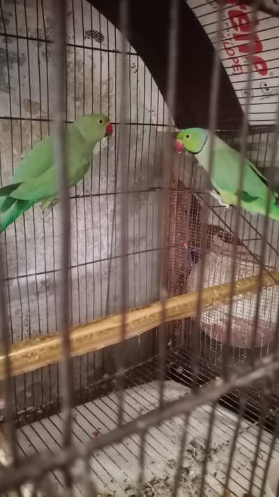 1 pair and 1 single ( 1 female and 2 male parrots )