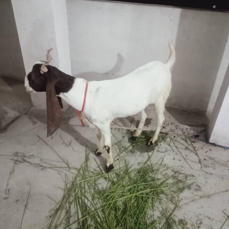 Donda khassi Bakra 1