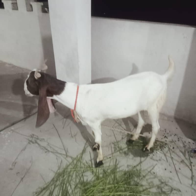 Donda khassi Bakra 2