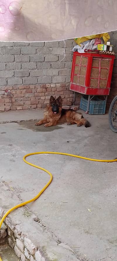 German shepherd dog
