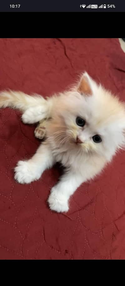 cute kitten
