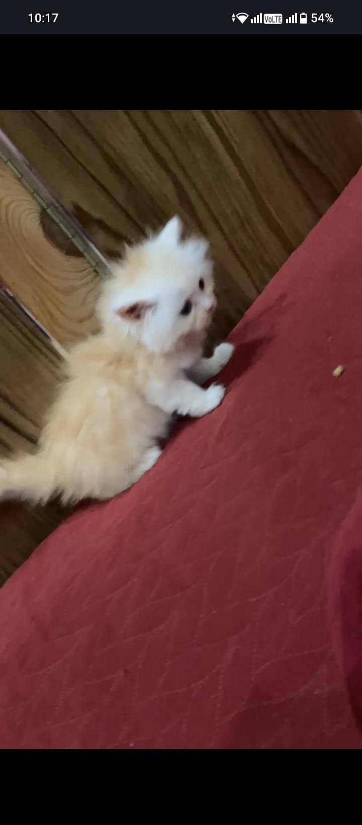 cute kitten 1