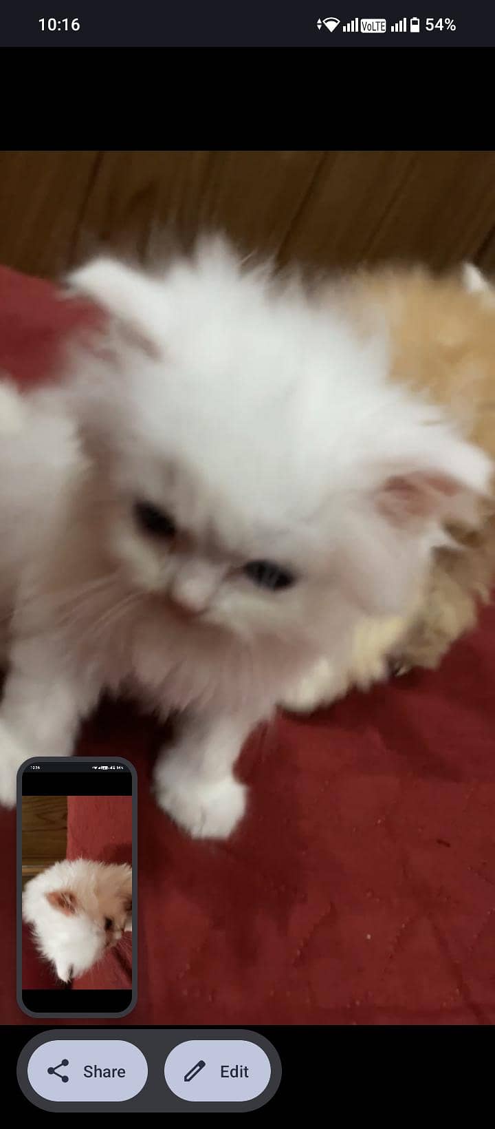 cute kitten 2