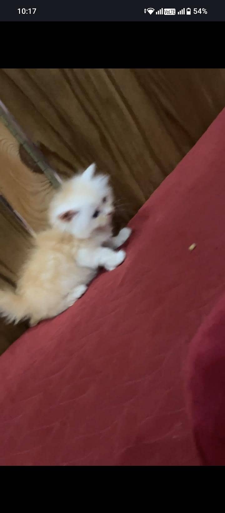 cute kitten 3