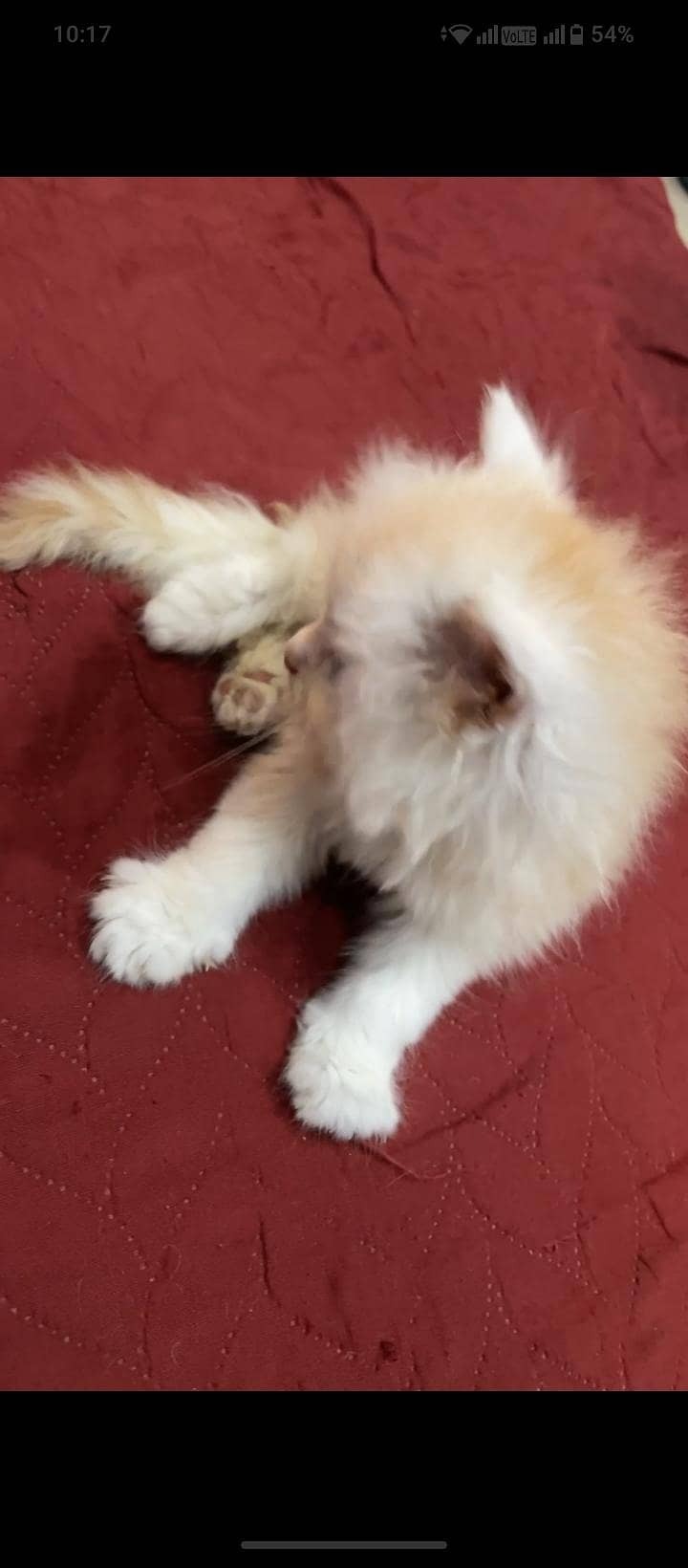 cute kitten 4