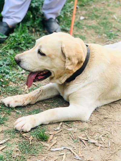 labra dog for sale