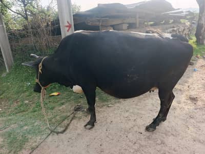 jersey cow