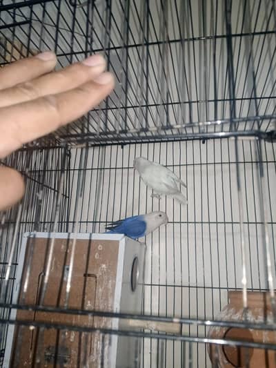lovebirds for sale