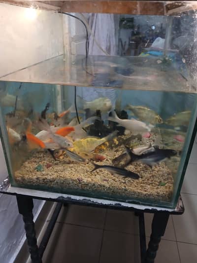 19 different types of beautiful fish