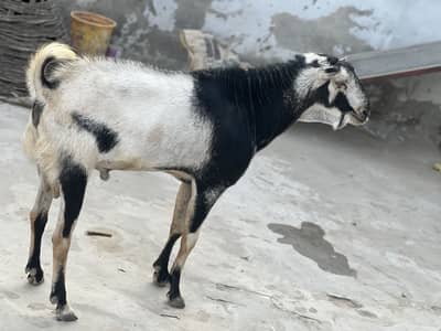 Desi/ goat / Bakra