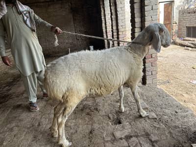 Sheep forsale
