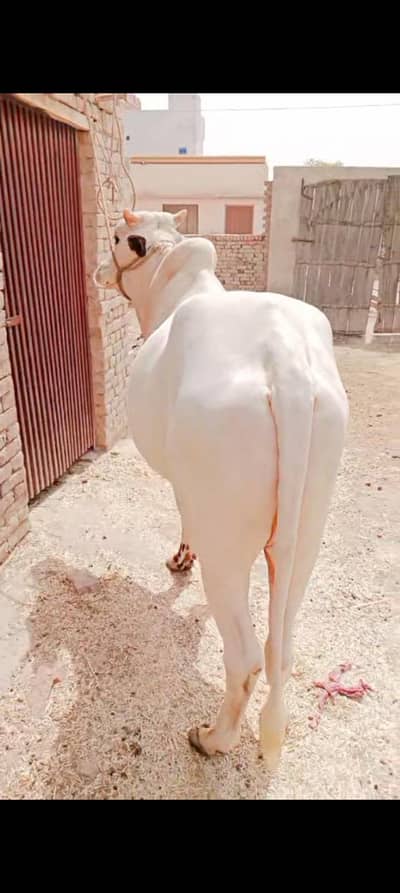 qurbani bull sell