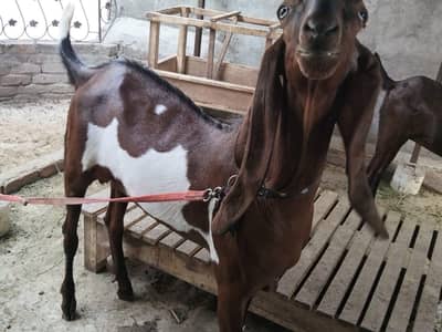Desi bakra for sale