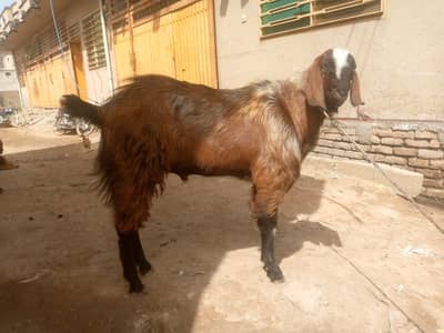 Bakra for Sale 33 kg Gosht