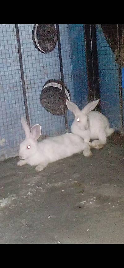 rabbits red eyes breed  beautiful pair