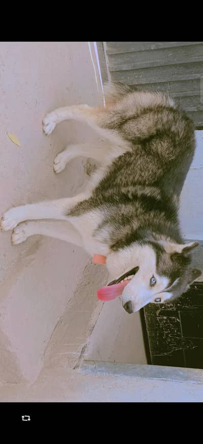 Husky Pair Urgent For Sale