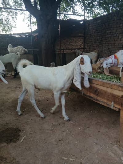 Qurbani Goats