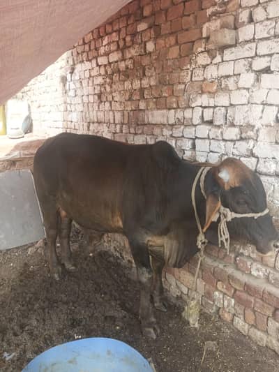 *Sahiwal Desi Bull Calf for Sale*