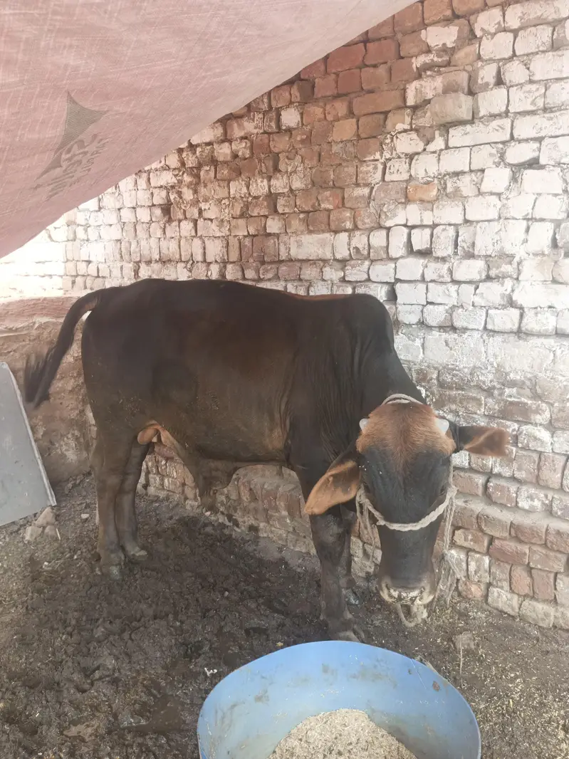 *Sahiwal Desi Bull Calf for Sale* — photo 2